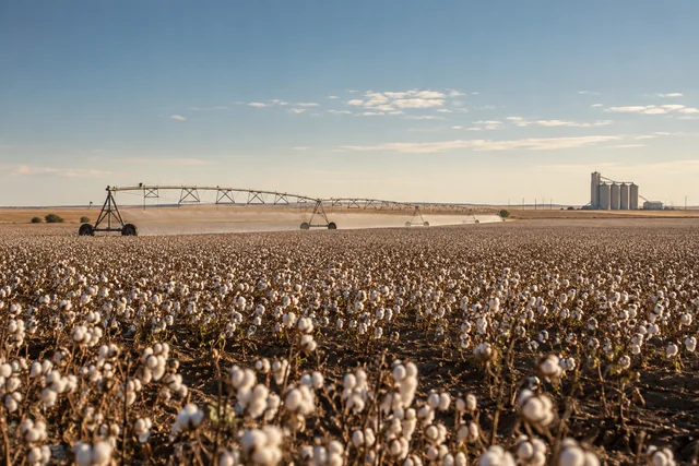 Blackland Cotton Plains near Abernathy, Texas